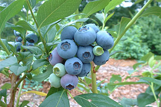 Blueberry farms